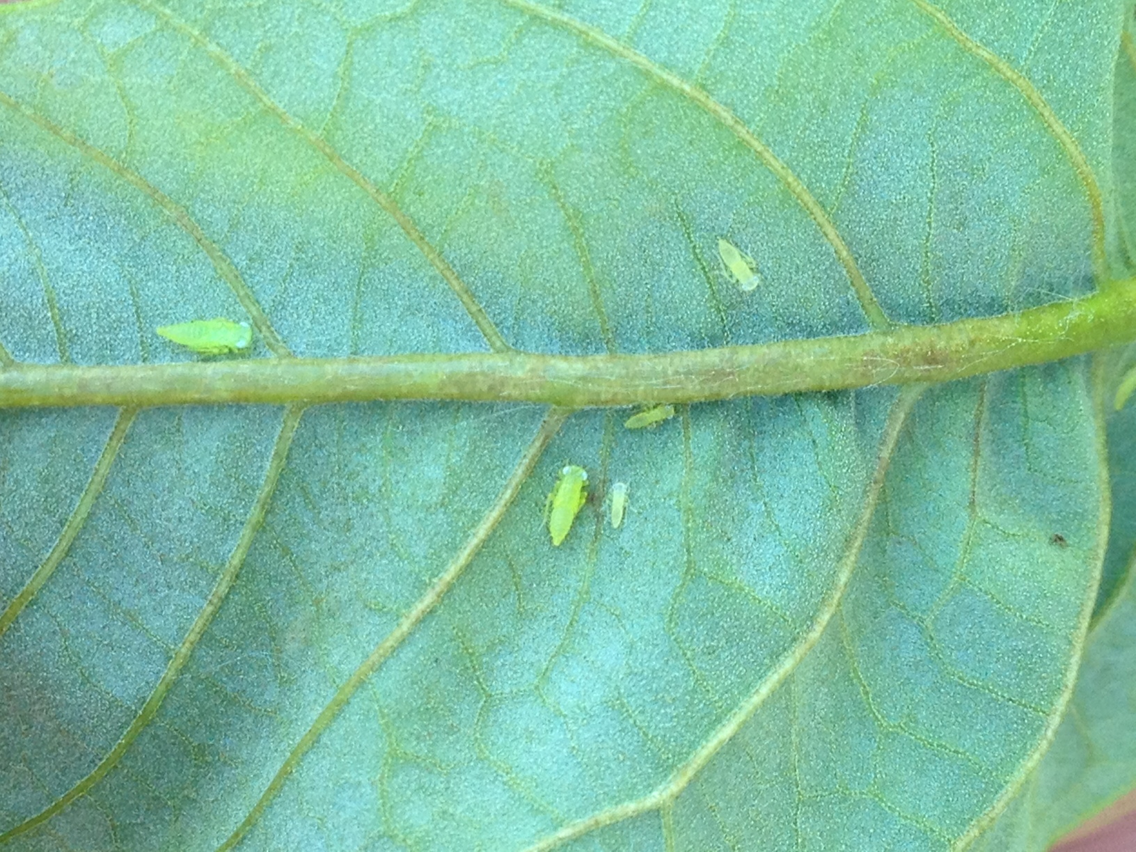 Potato leafhopper nymphs